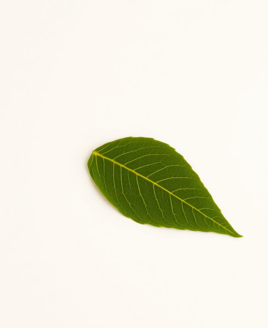 Single pressed botanical leaf specimen on neutral paper